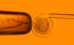 Cell cloning