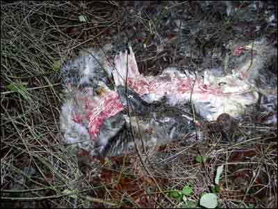 Roe Deer carcass, possible big cat kill?