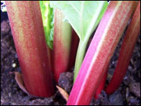 Rhubarb "Timperley Early"