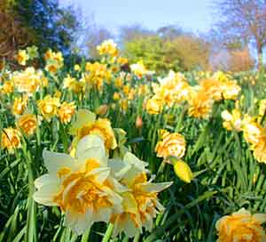 Daffodils - by Don Anderson