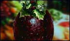 Christmas Pudding