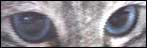 Cats eyes