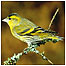 Woodland activities (Image: Siskin c/o Thetford Forest)