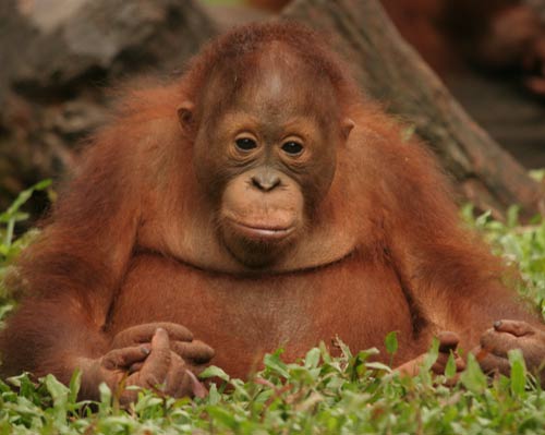 Orphaned orangutan © Adam Chapman