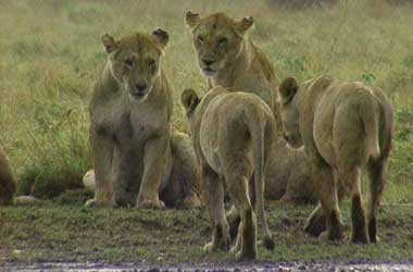 Group of female lions