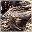 Nightjar