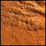 Funisia dorothea (Foto: Droser lab, UC Riverside)