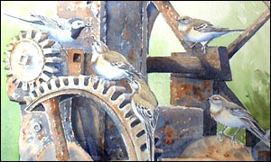 Pied Wagtails