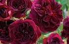 Rose vote winner (Image: Rosa 'Munstead Wood')