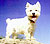 Gwenno, a special Westie