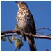a song thrush.