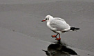 Bird walking on the ice on the river Clyde