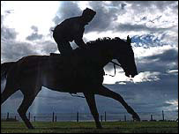 Cavalo de corrida