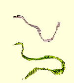 Snakes being chased out of Ireland