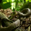Natural World