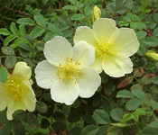 Rosa Primula