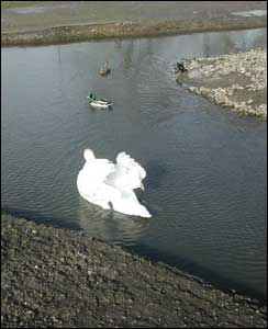 Great West Bird Fair 2005