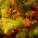 Christmas trees