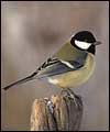 Great tit: larger image and birdsong 