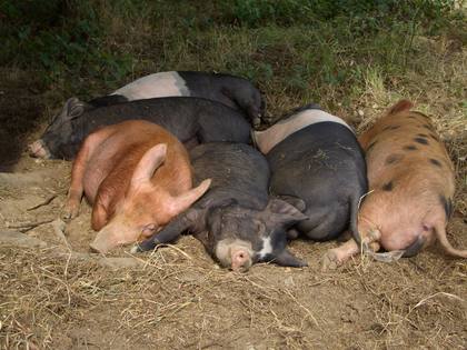 Pigs - Addy Osborne