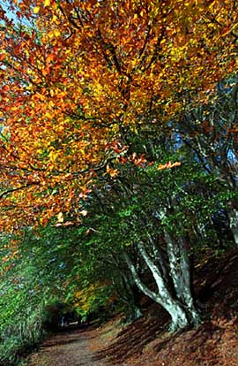 Autumn scene in Castlewellan Forest