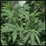 Planta de maconha