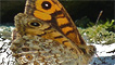 A wall butterfly by Mike Davies