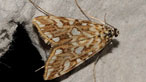 Cleiswyfyn brown