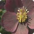 Hellebore, Helleborus_x_hybridus.jpt