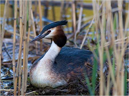 Grebe