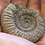 Fossil hunt (Image: Ammonite)