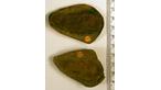 Bude fossil fish
