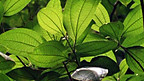 Ffotosynthesis