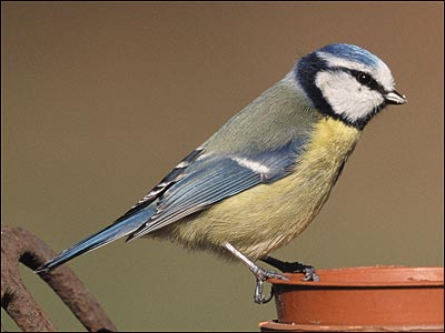 Blue tit