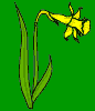 nesaf