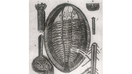 Edward Llwyd's 1699 Drawing of a Trilobite Edward Llwyd's 1699 Drawing of a Trilobite