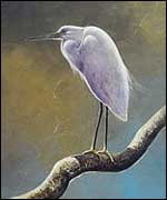 An egret