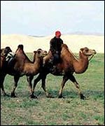 Picture: camels in the Gobi desert