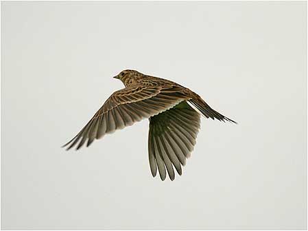 Bird in flight