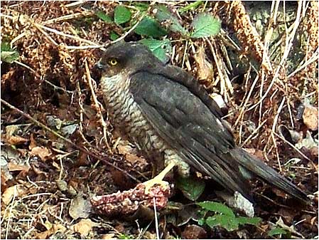 Sparrowhawk