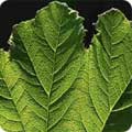 Gunnera manicata