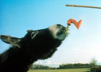 bbc2carrot