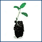 Seedling