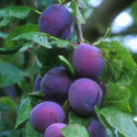 Prunus domestica, Plum