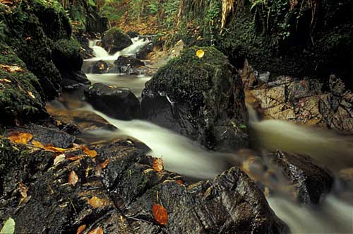 Cairn Daisy Glen