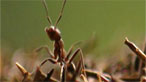 Hairy wood ant