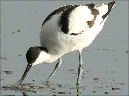 Avocet