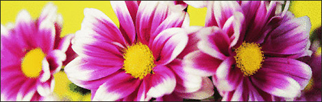 Chrysanthemums