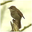 Nightingale