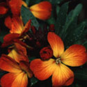 Erysimum cheiri, Wallflower